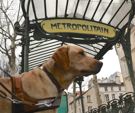 chien guide
