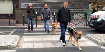 traversée passage piétons avec chien guide